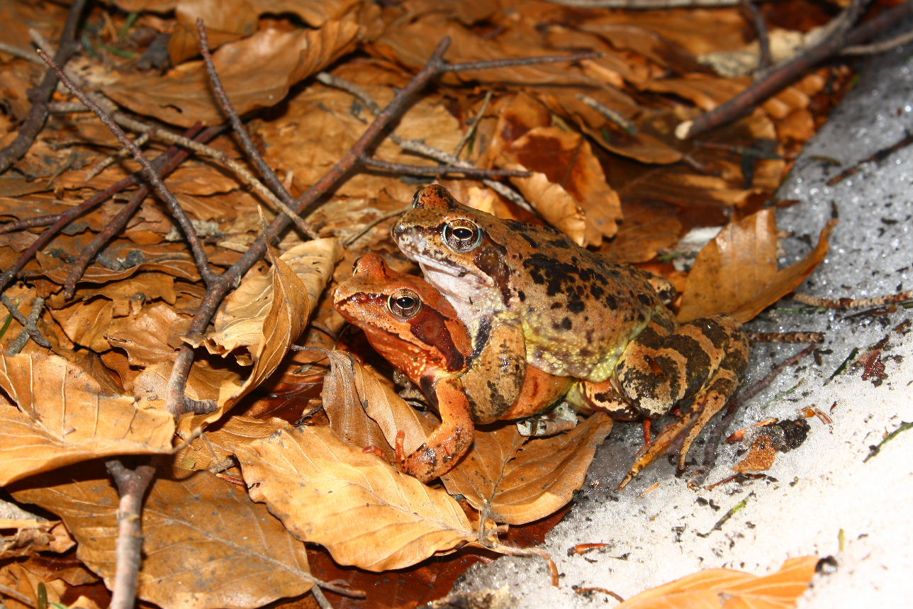 Rana temporaria